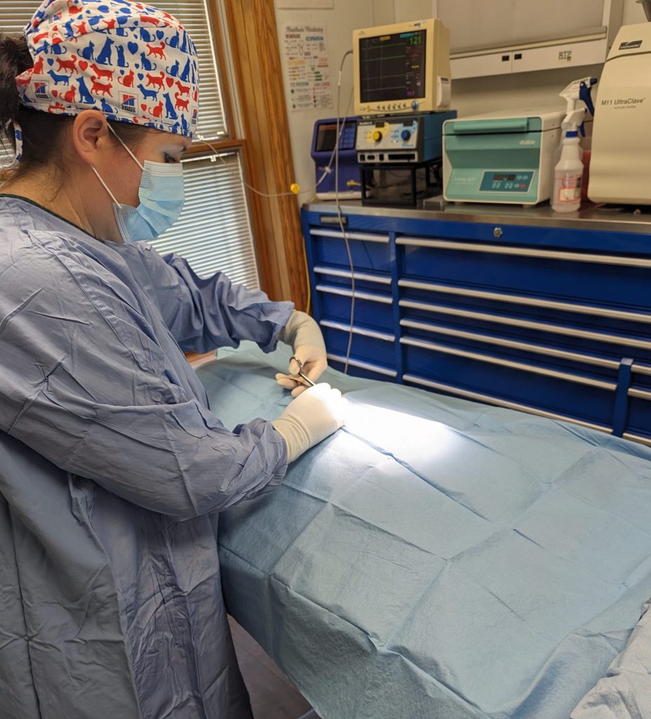 a vet in scrubs performing surgery