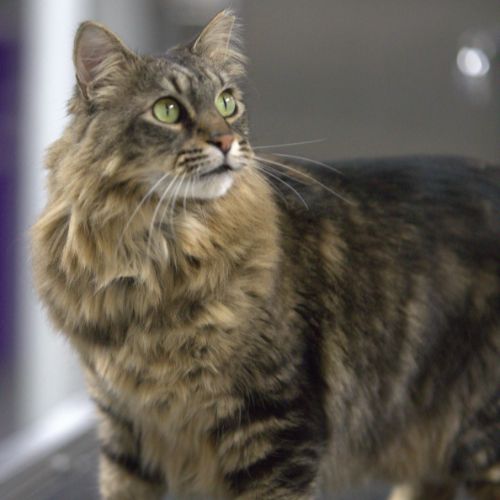 a cat standing on a table