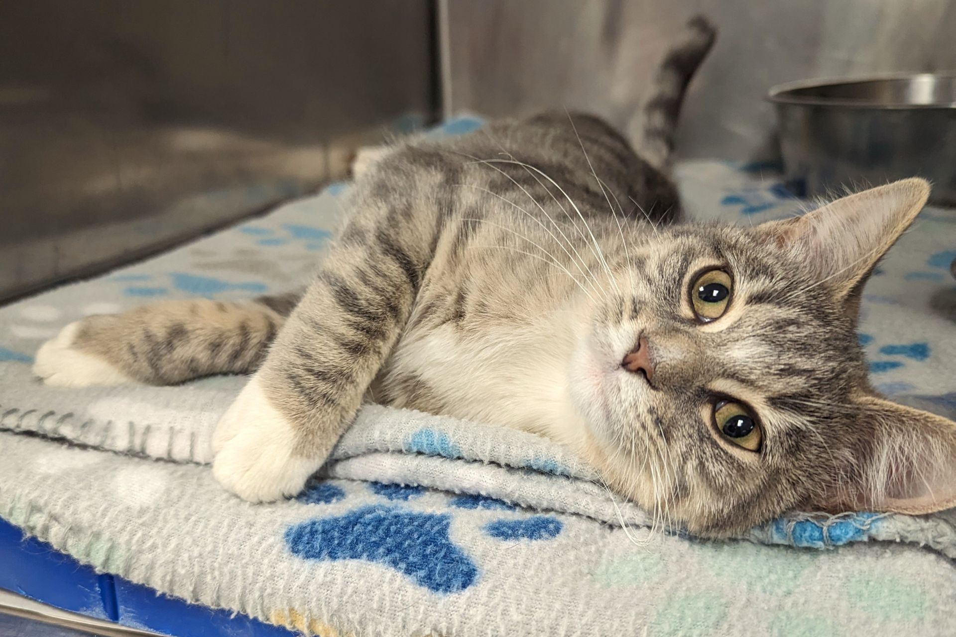 Pet Insurance | Animal Clinic Of North Topeka