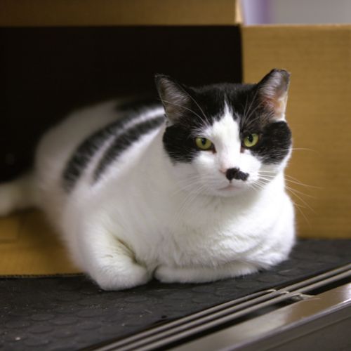 a cat sitting on a table