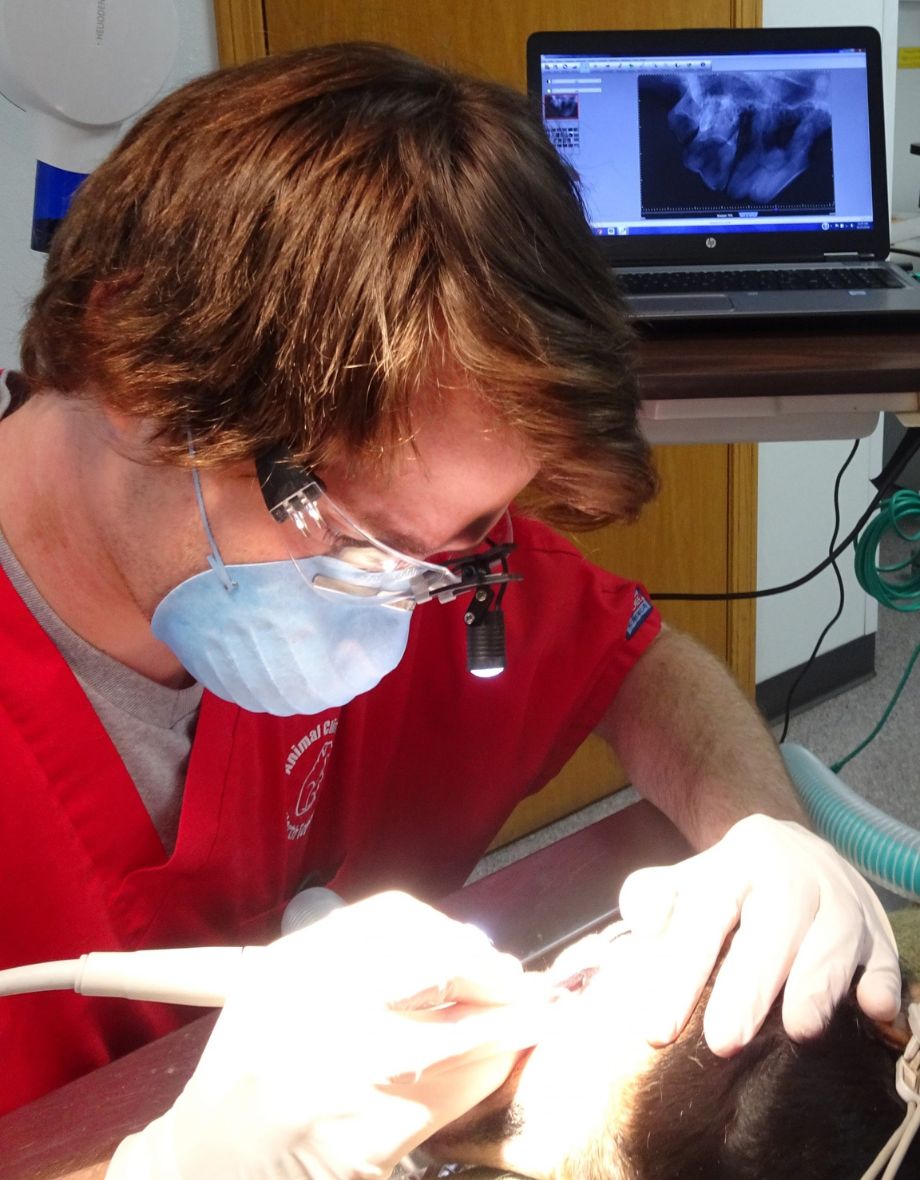 vet performing dental procedure