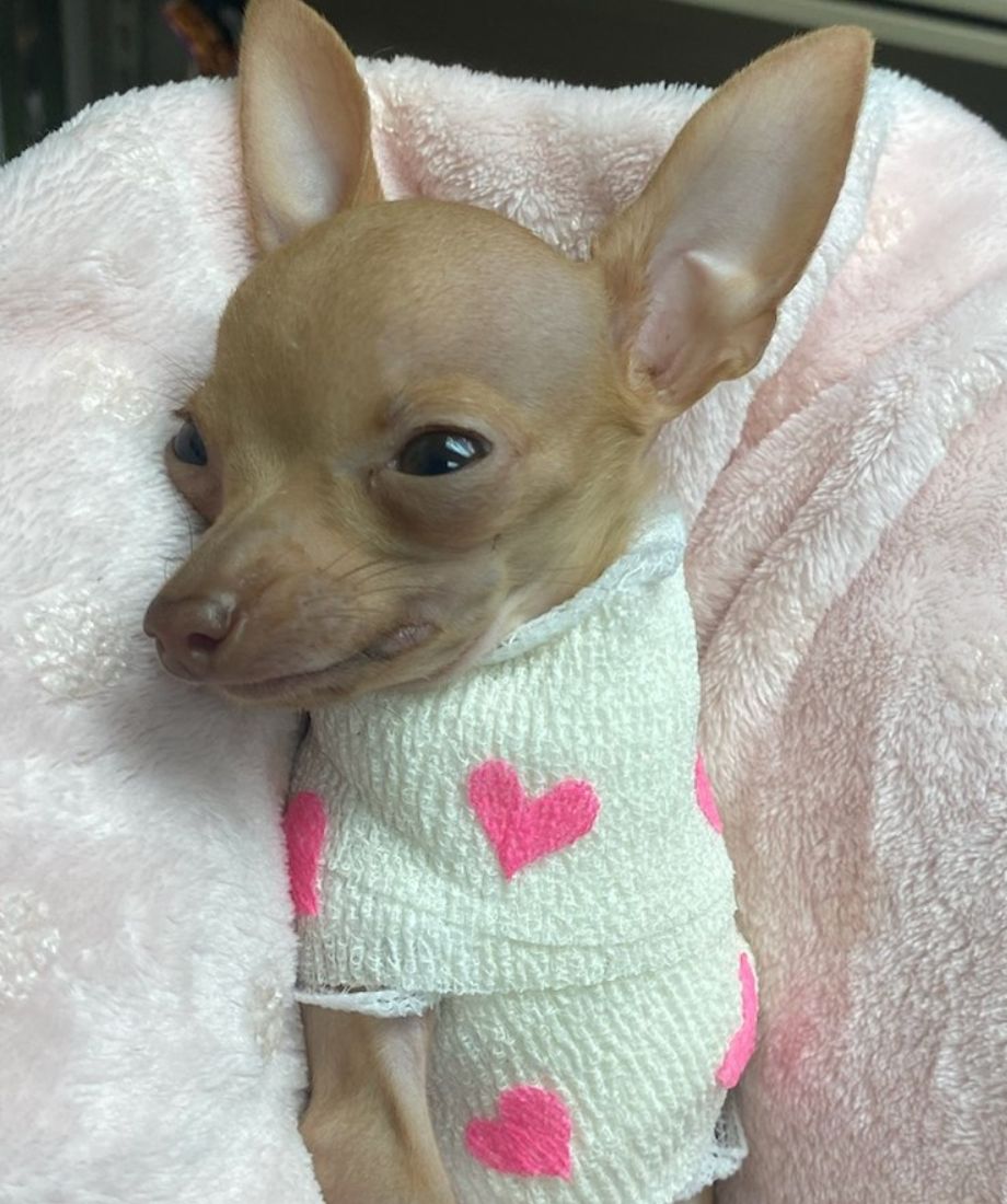 A small chihuahua in a pink heart sweater.