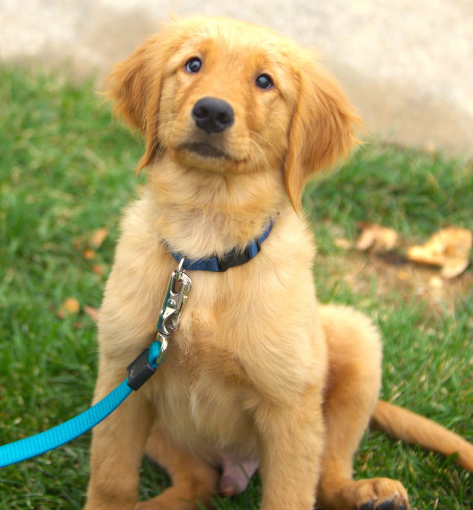 A small dog sitting on the grass, looking content and relaxed.