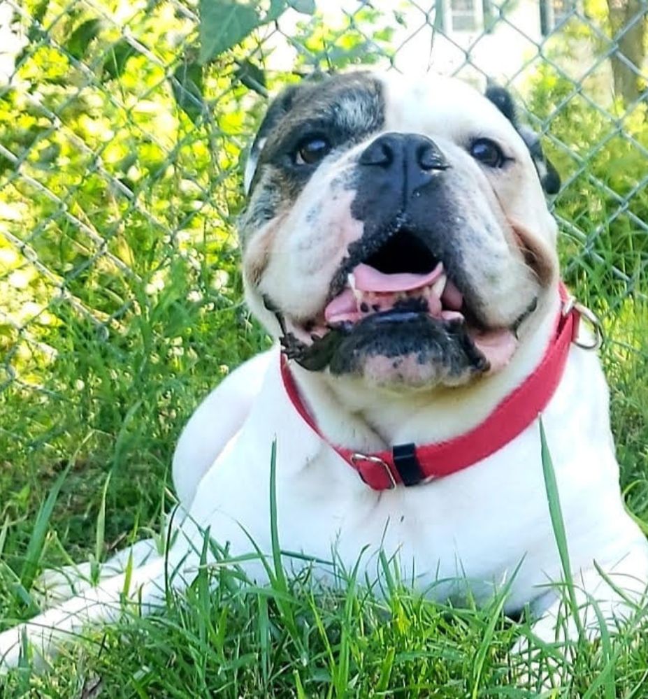 A bulldog sitting in the grass, happily sticking out its tongue.