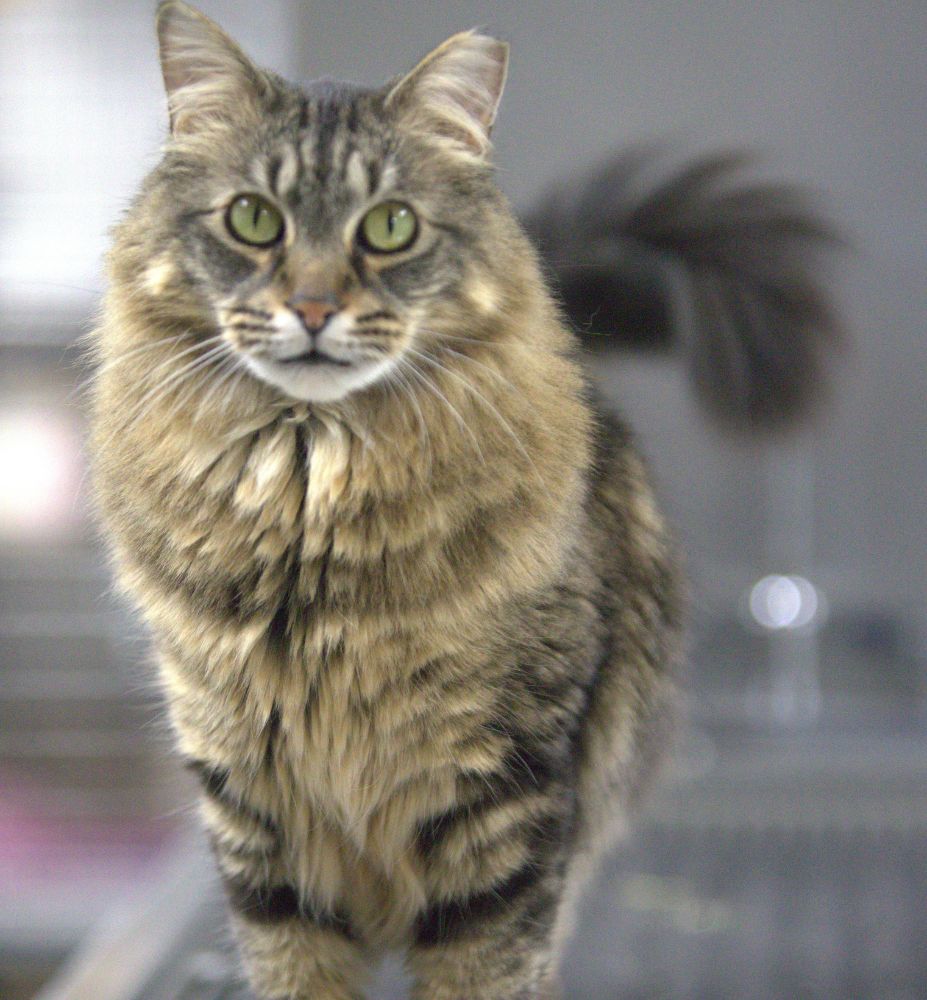 A cat standing on a table, looking curiously at something off-camera.