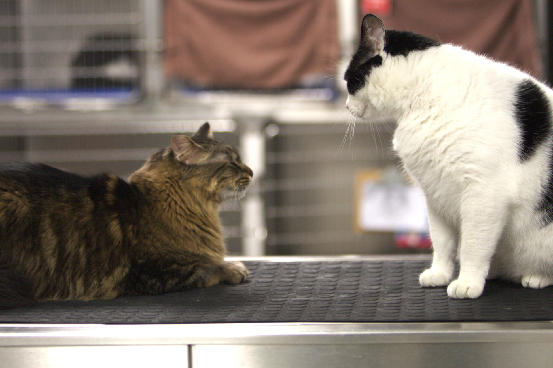 A dog wearing a collar, looking alert and friendly.